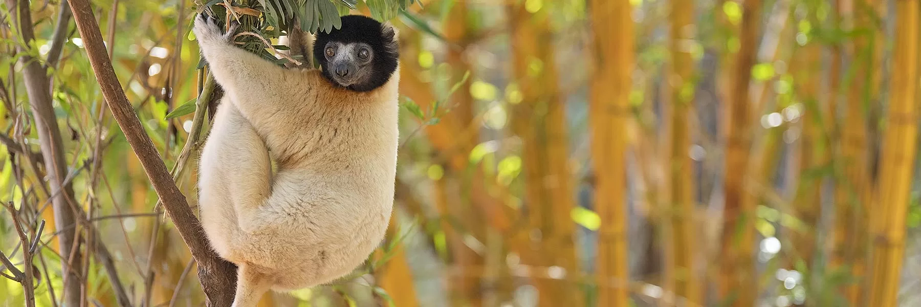 Ranomafana National Park