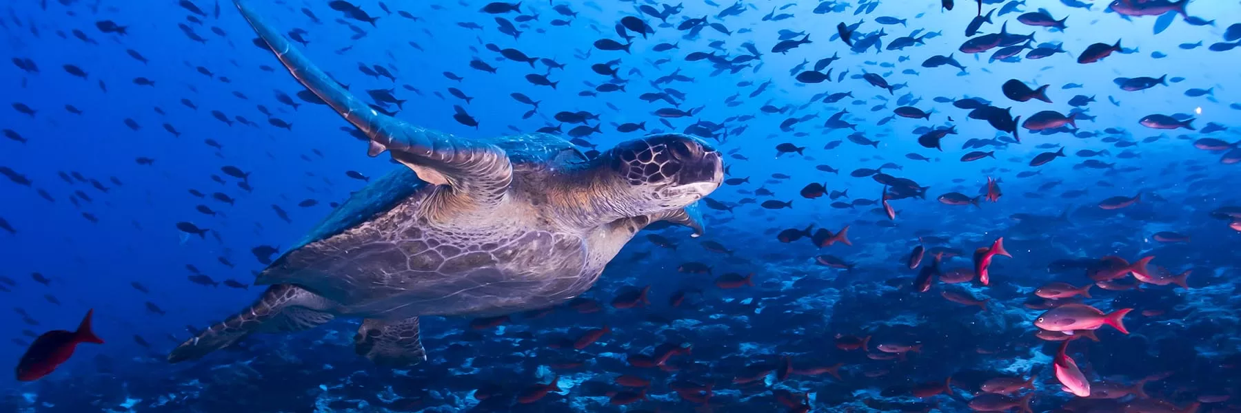 Galapagos Islands
