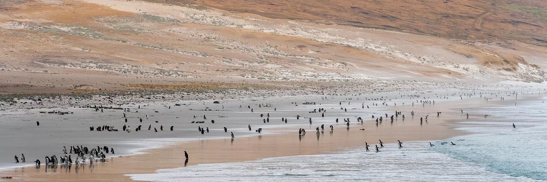 falklands