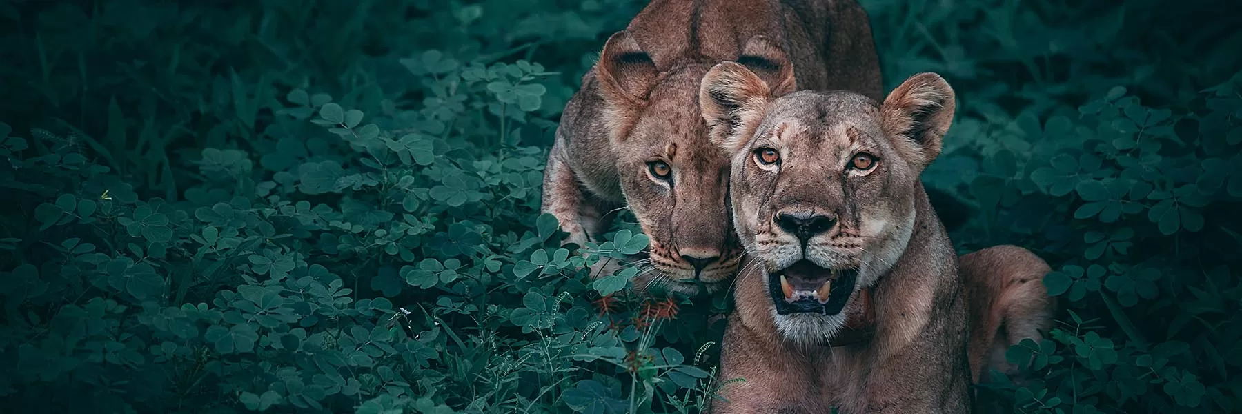 Chobe National Park