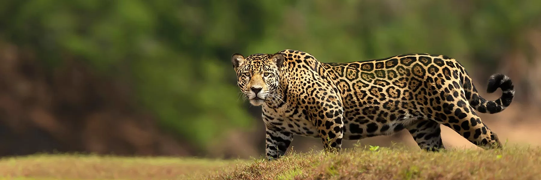 Pantanal