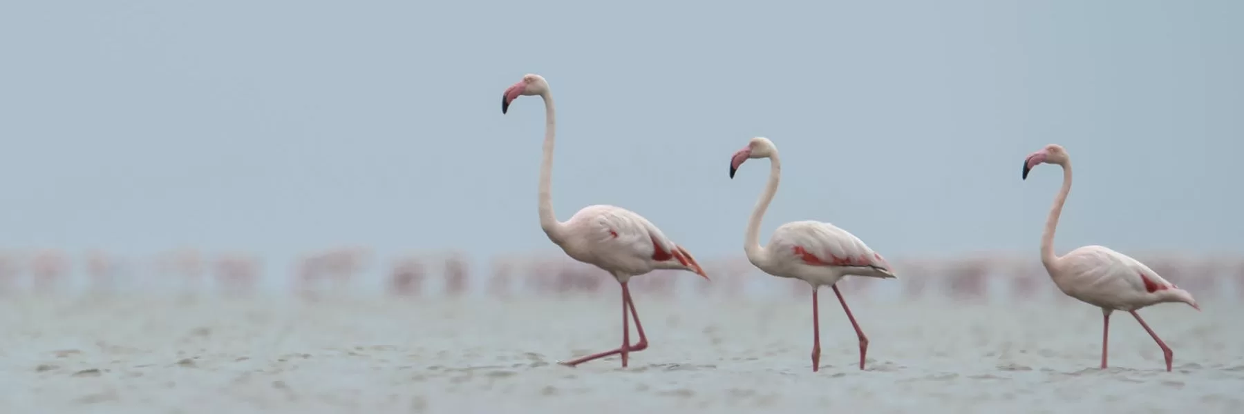 Walvis Bay