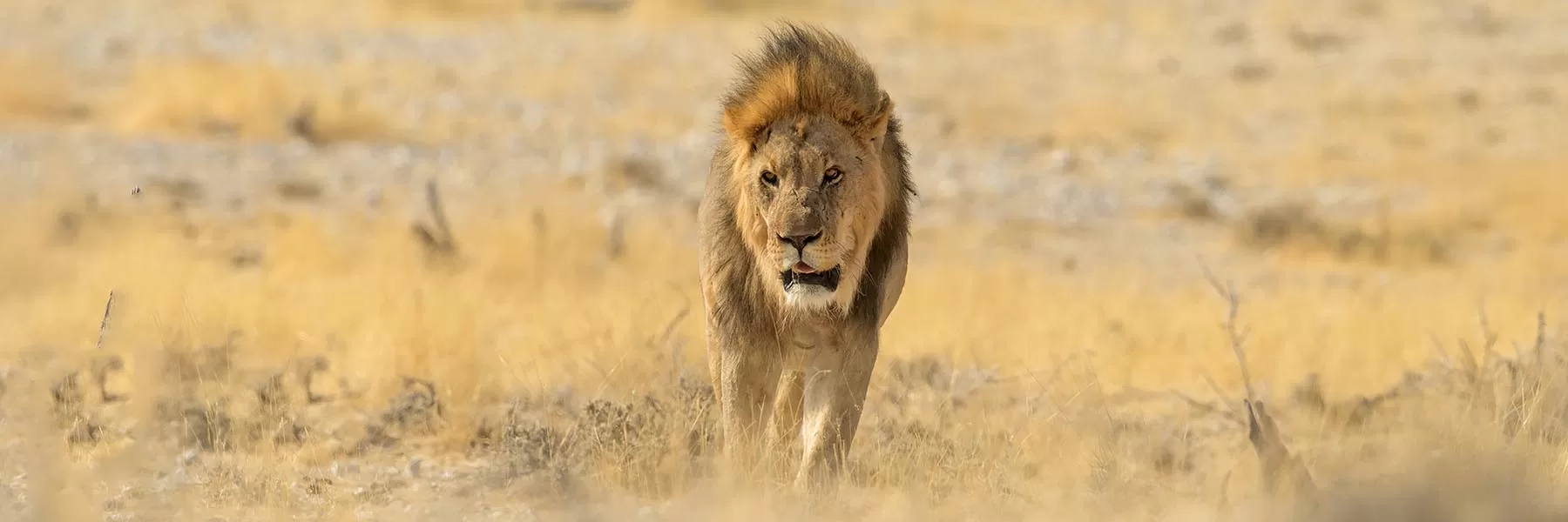 Etosha National Park