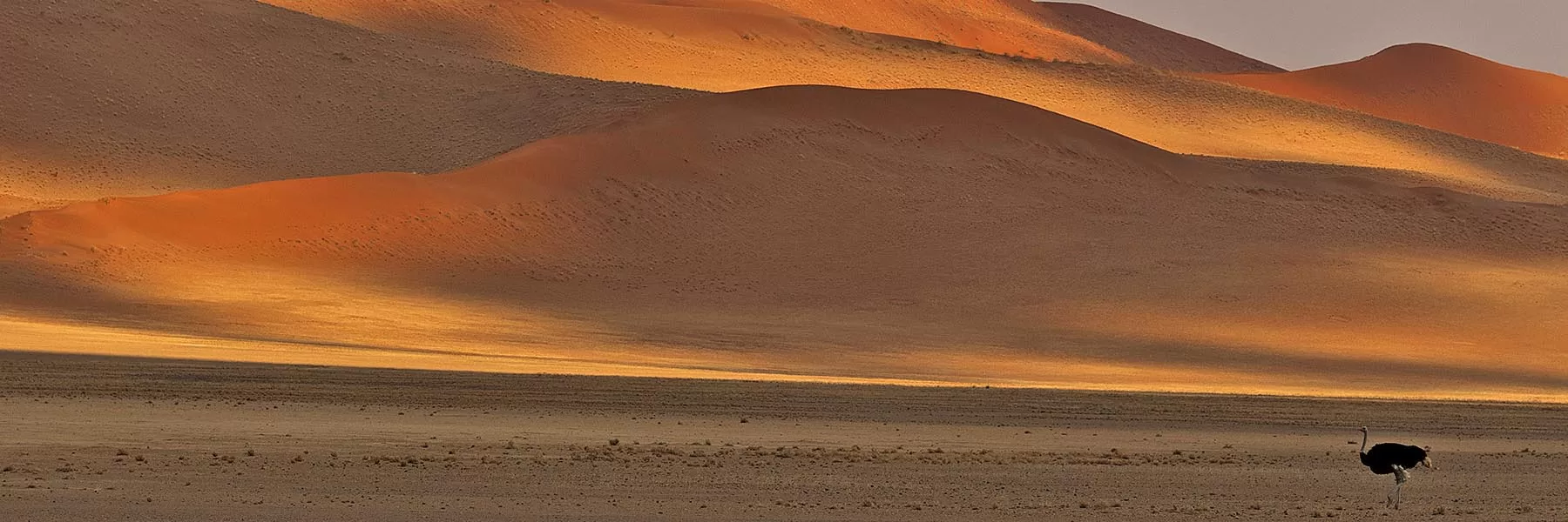Dunes and Wildlife