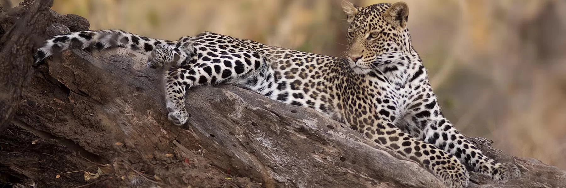 Sabi Sands