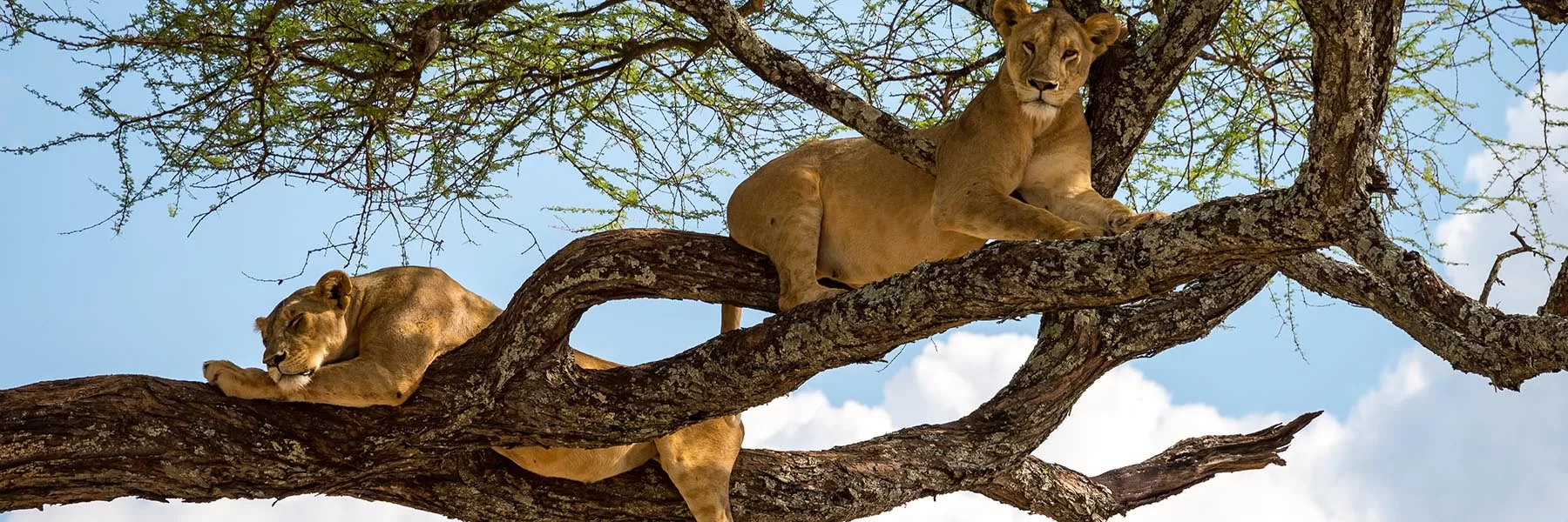 Lake Manyara safaris