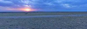 Travel to Savannahs like Masai Mara and Serengeti