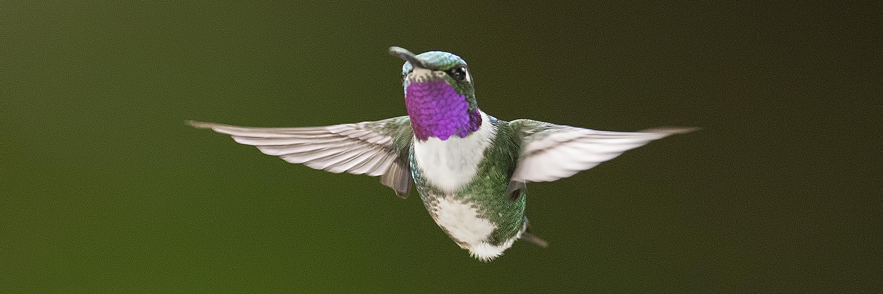Birding tours around the world