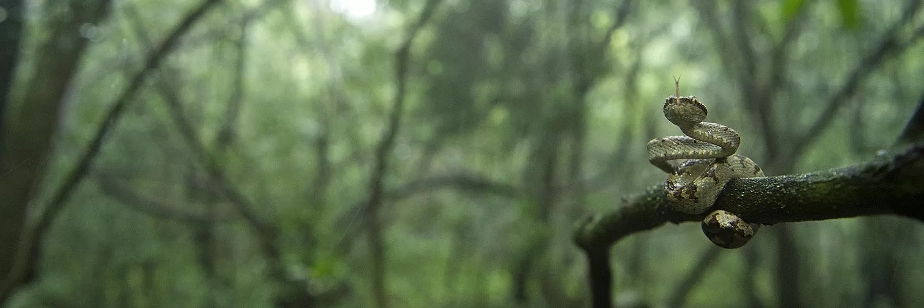 Herping tours around the world