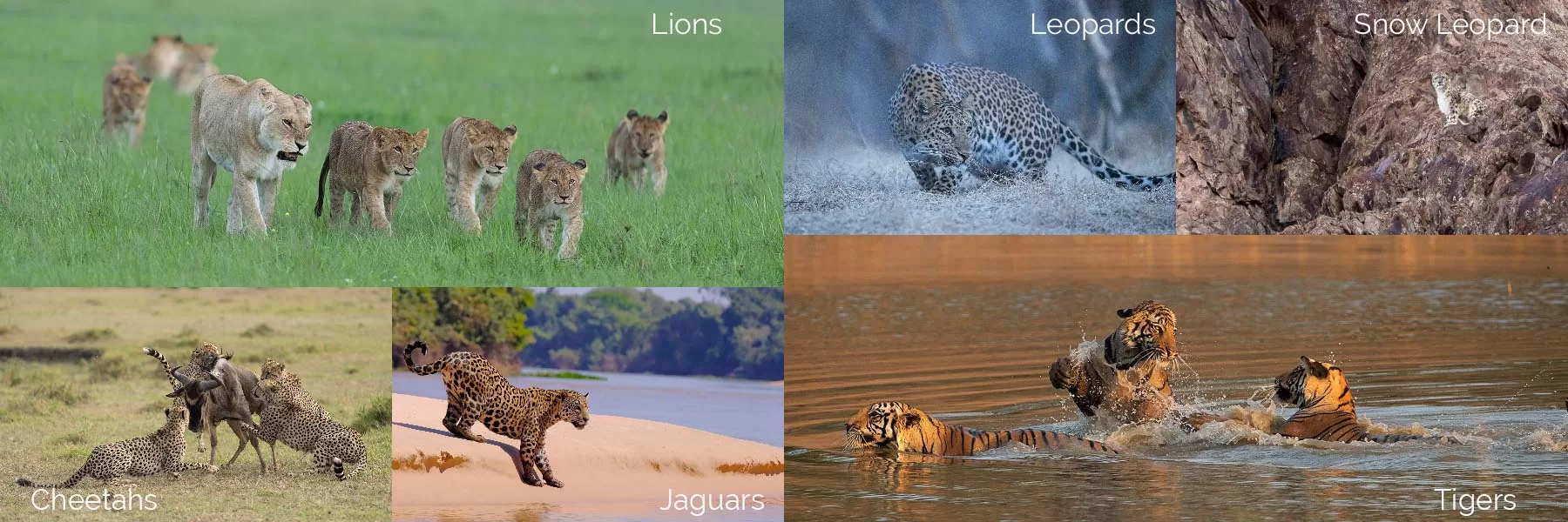 Big cat safaris around the world