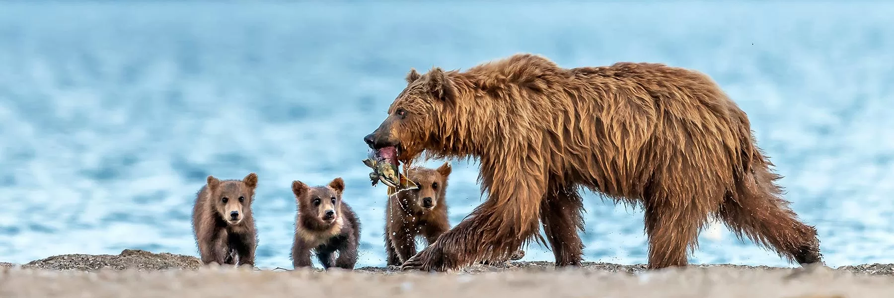 Bear expedition tours