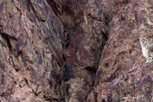 WVrares