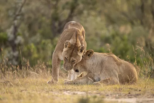 Serengeti National Park tour