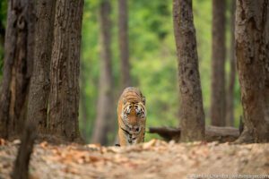  Image Gallery