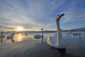  Image Gallery