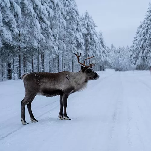 Finland Wildlife & Northern Lights tour