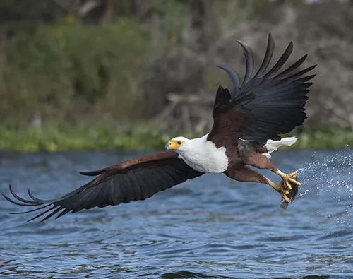 Naivasha Boating Tours