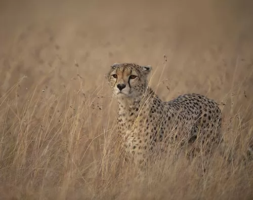 Tarangire National Park safaris