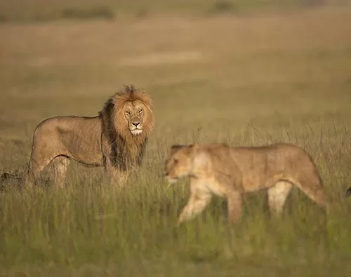 Manyara, Serengeti, Ngorongoro Tour