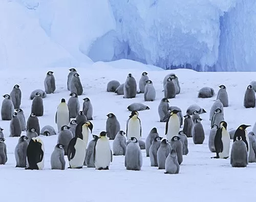 Antarctica penguins