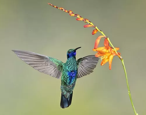 Bird watching in Ecuador