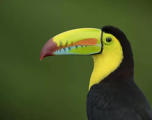 costa rica birding