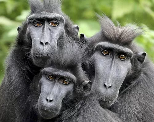 kalimantan tour packages