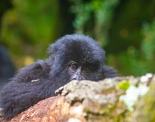 Gorilla trek in Rwanda