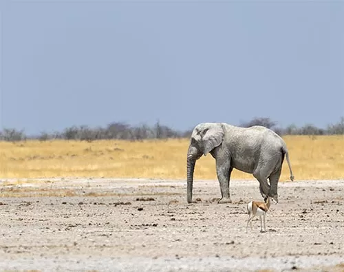 Nxai Pan National Park tour