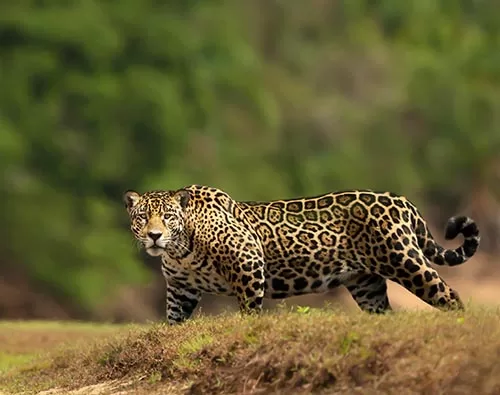 Pantanal tour