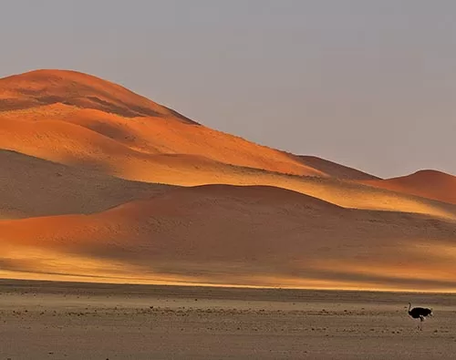 Dunes and Wildlife tour
