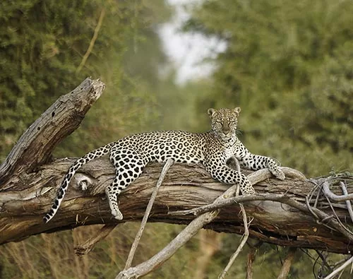 Samburu National Reserve Kenya tour