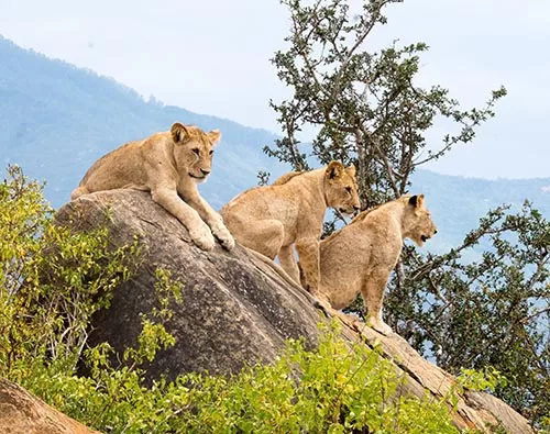 Tsavo National Park tour