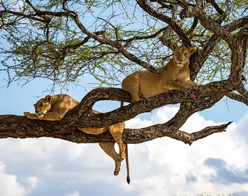 Lake Manyara National Park tour