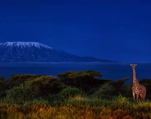 Safaris at Amboseli national park