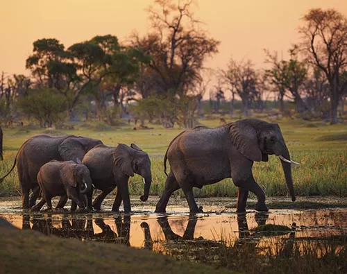 Botswana Family Safari