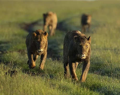 kenya vacations packages