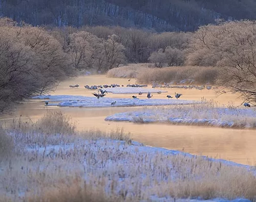 Hokkaido winter wildlife tours 