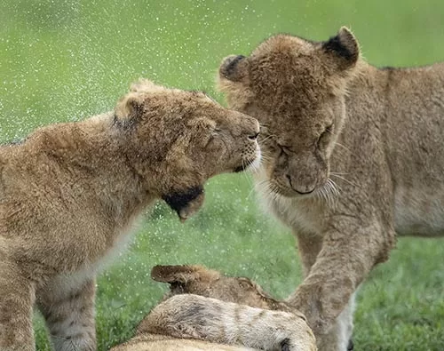 Luxury Africa Beast Safaris 2023
