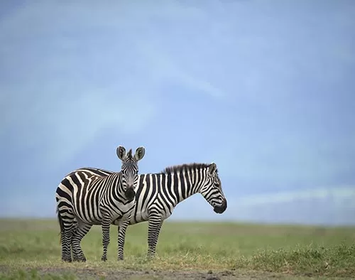 Ngorongoro Conservation Area tour