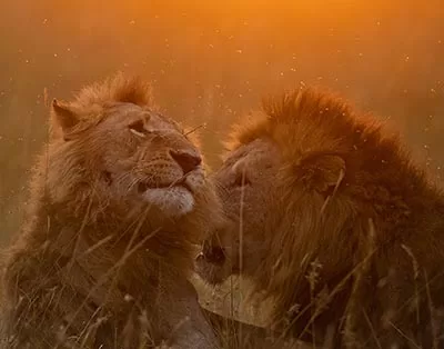 Masai Mara National Reserve tour