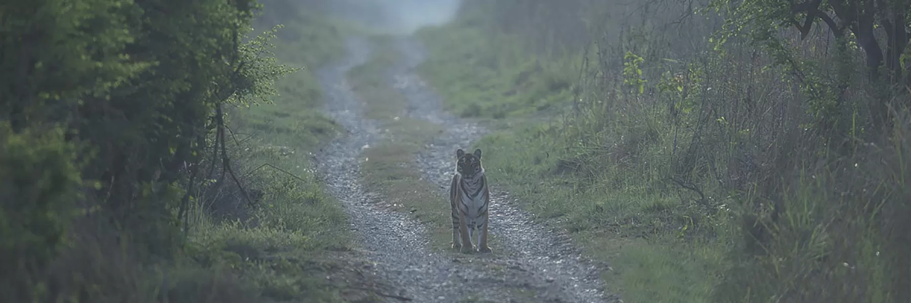 Jim Corbett National Park