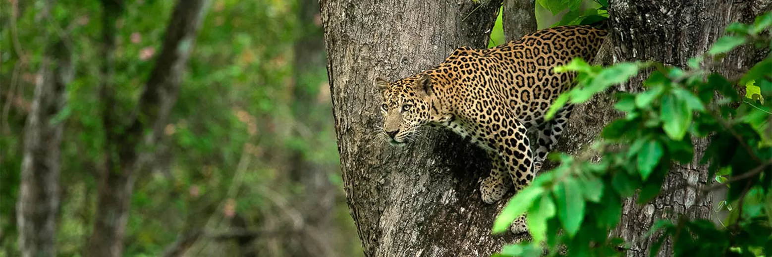 Kabini Nagarhole National Park