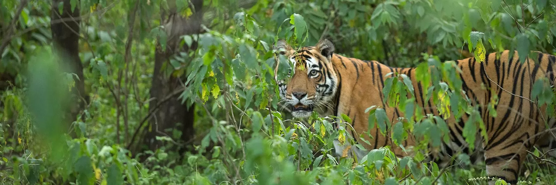 Sariska National Park