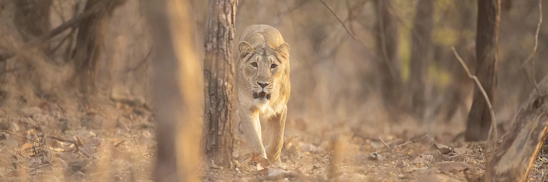 Gir National Park