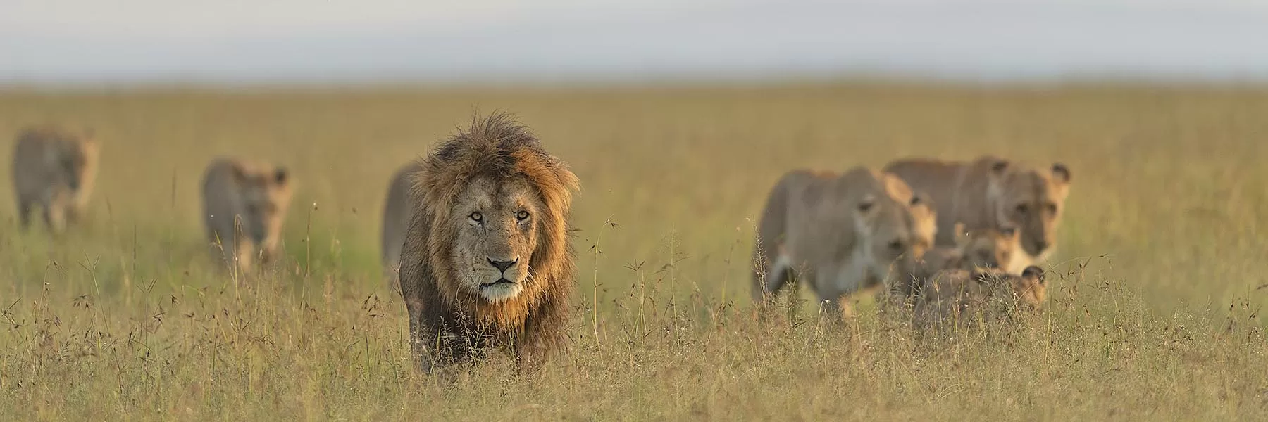 Masai Mara Serengeti Ngorongoro Safari
