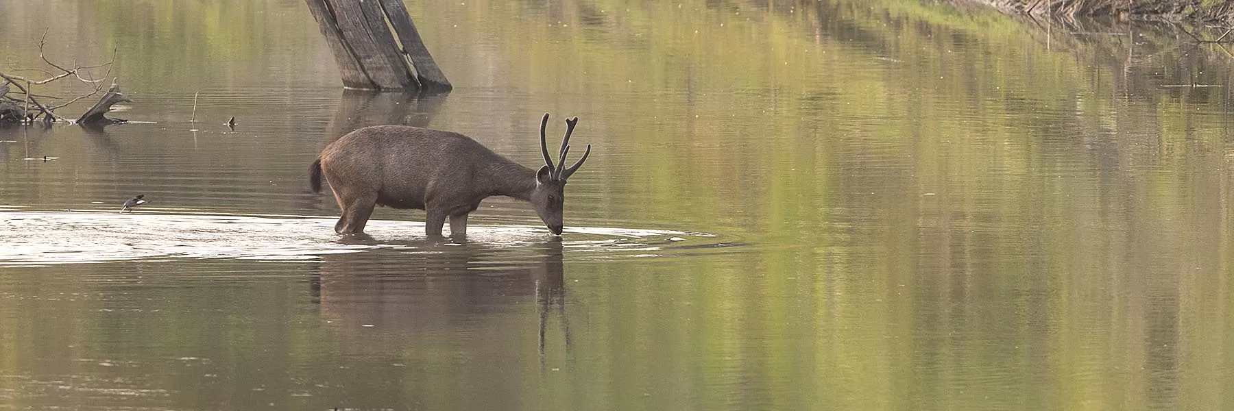 Namdapha National Park