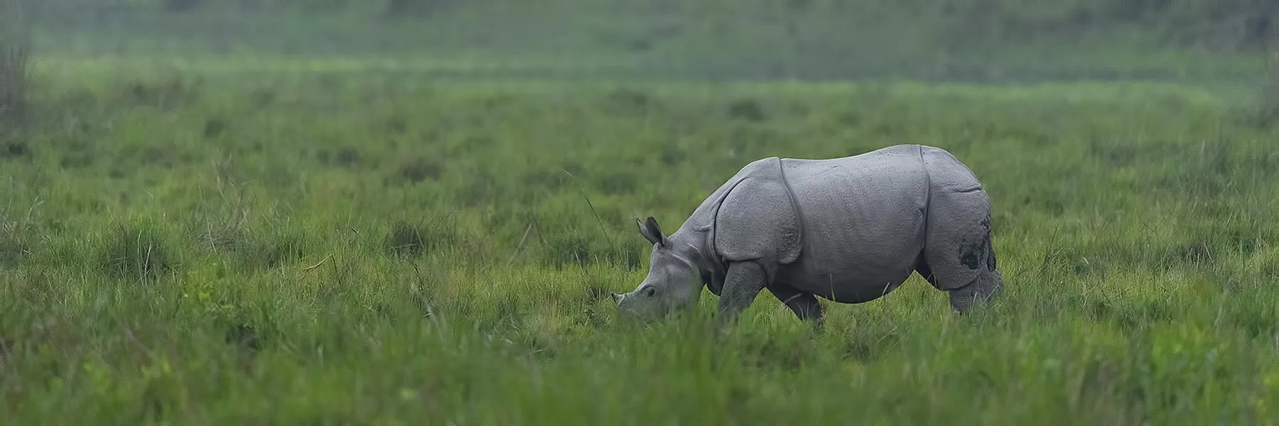 Kaziranga National Park