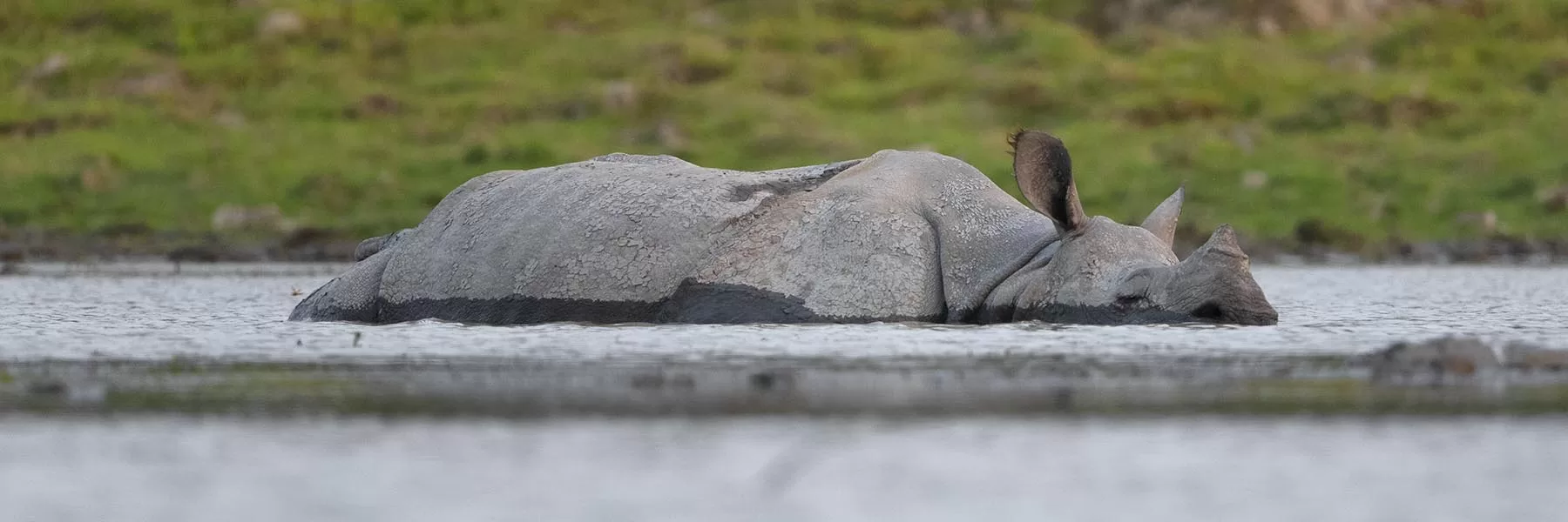 Manas National Park