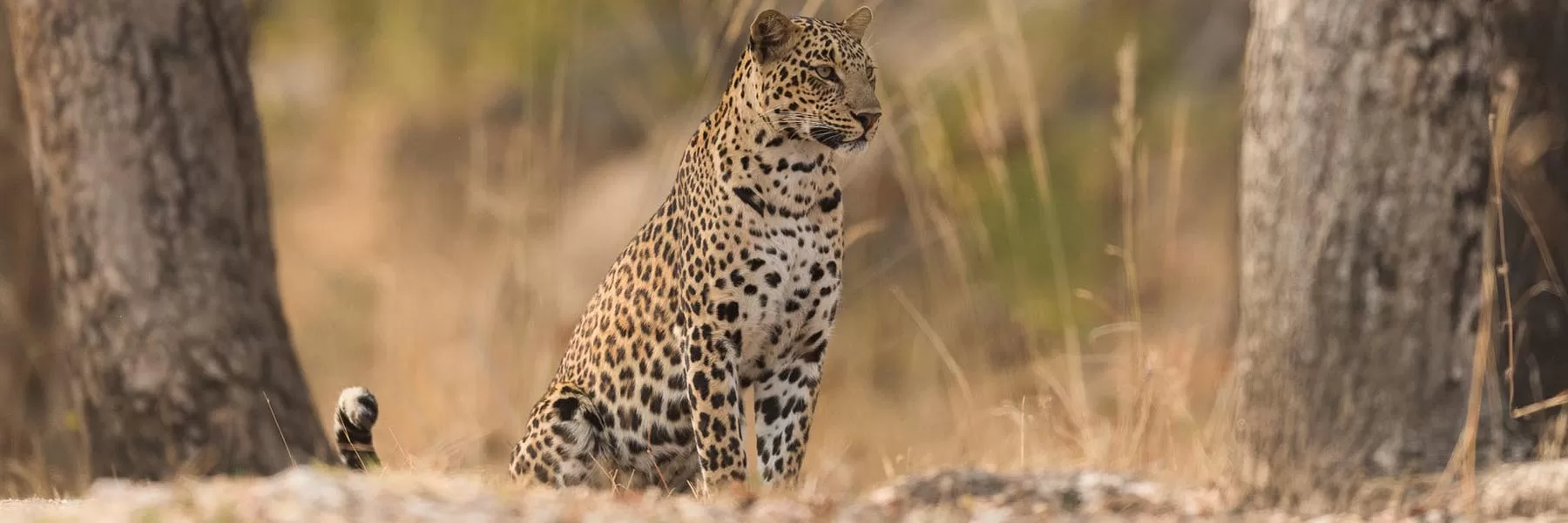 Pench National Park
